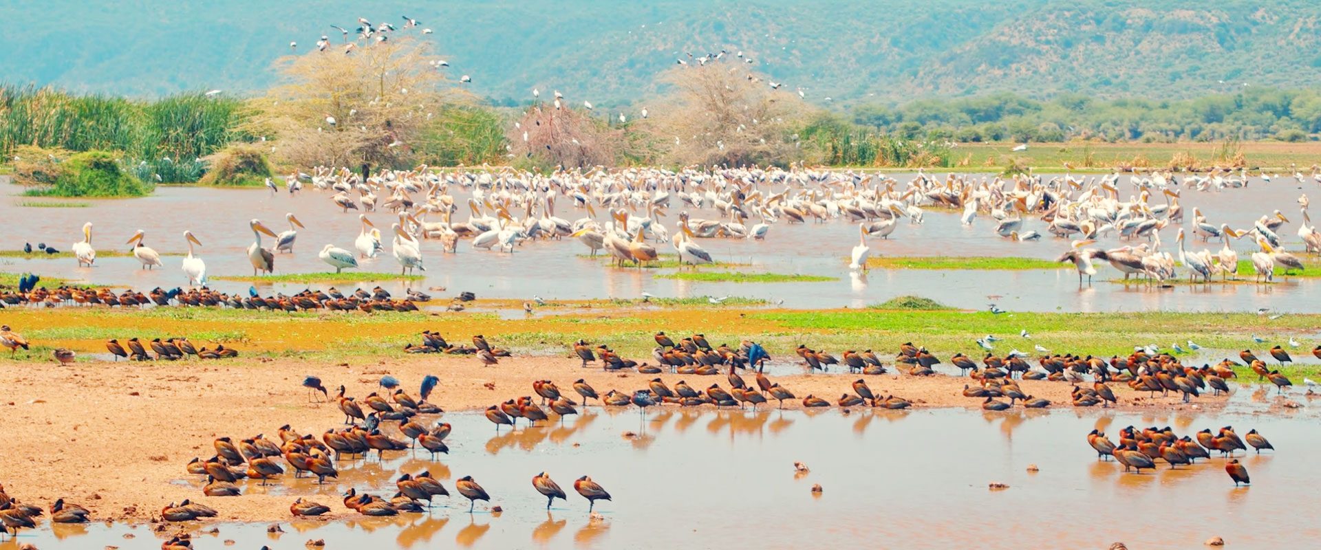 Lake Manyara National Park