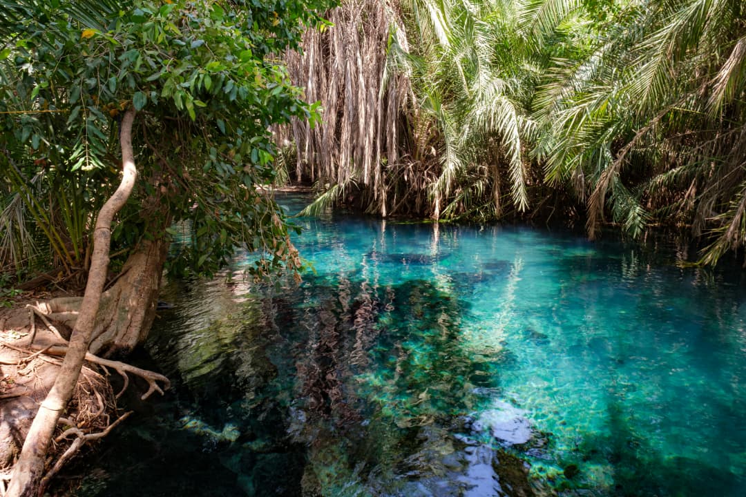 Clear turquoise water under palms at Kikuletwa Hot Springs
