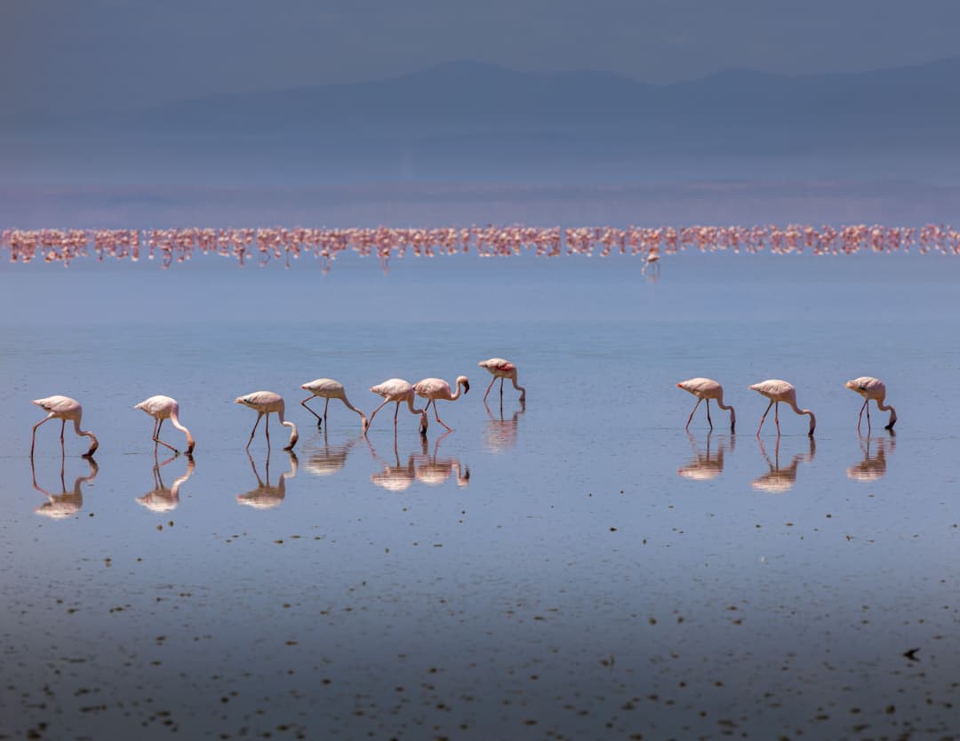Flamingos feeding in the shallows of Lake Natron