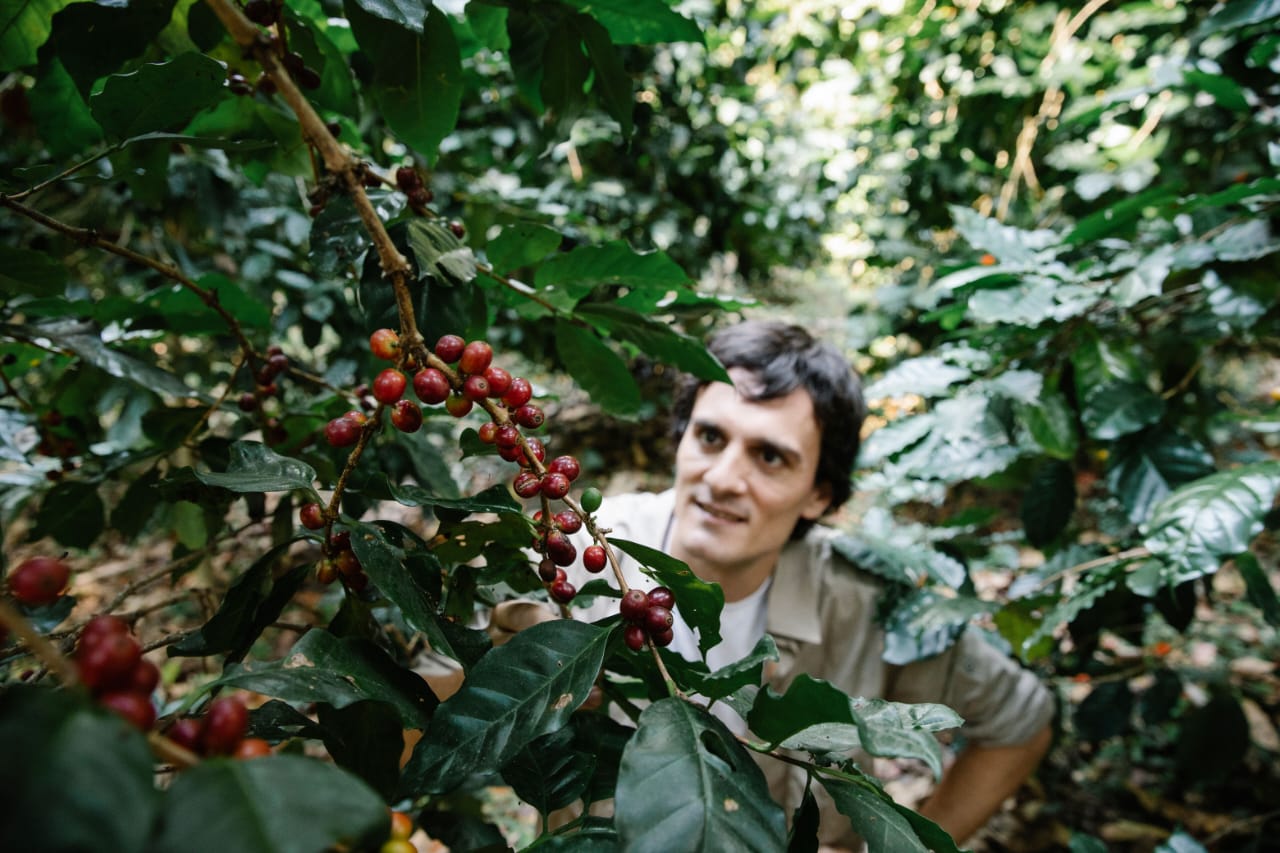 A coffee farmer among ripe red coffee cherries