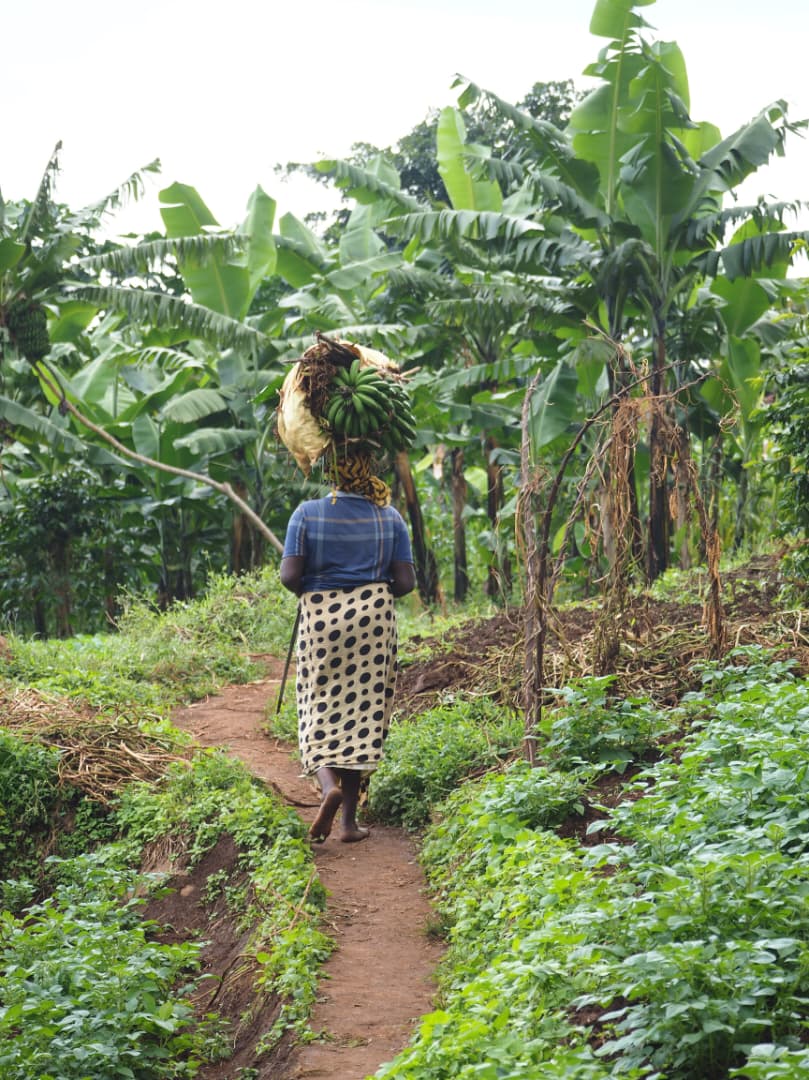 A woman carrying bananas on her head along a path through the farms