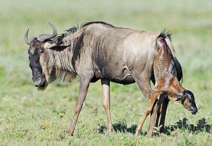 Inside the Ndutu Calving Season