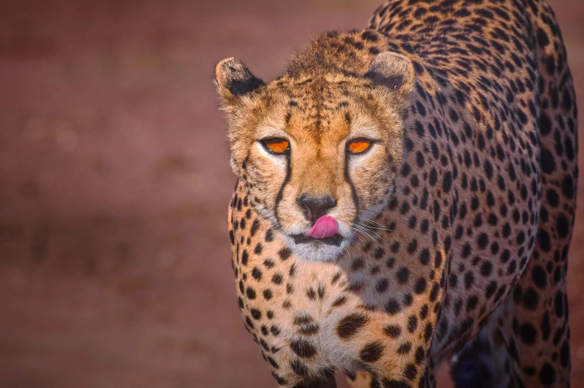 The Best Time to Visit the Serengeti