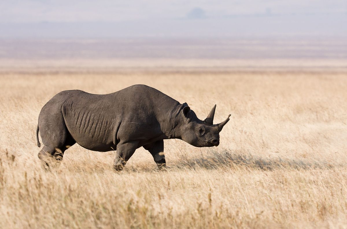 Big Five wildlife in the crater