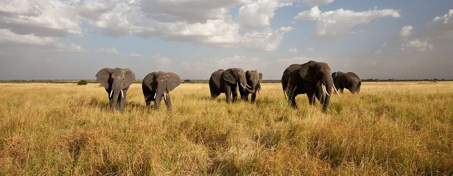 Ngorongoro Crater floor
