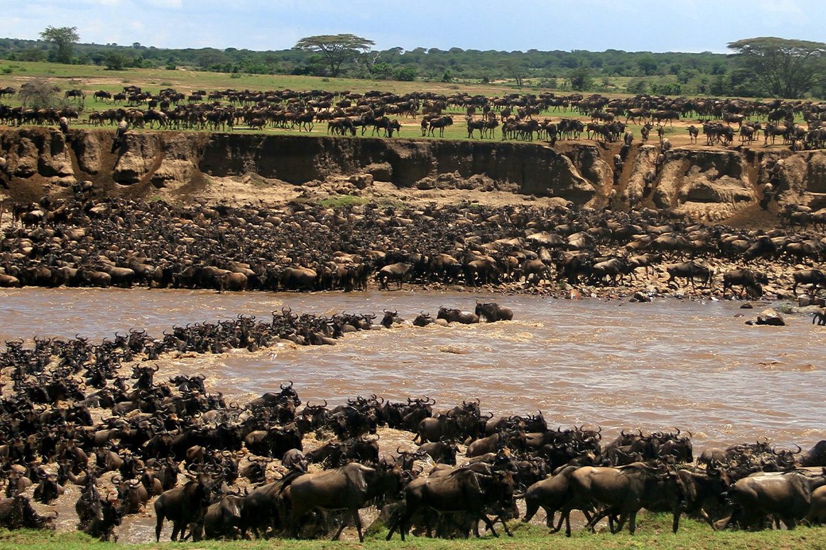 Wildebeest herd on the move