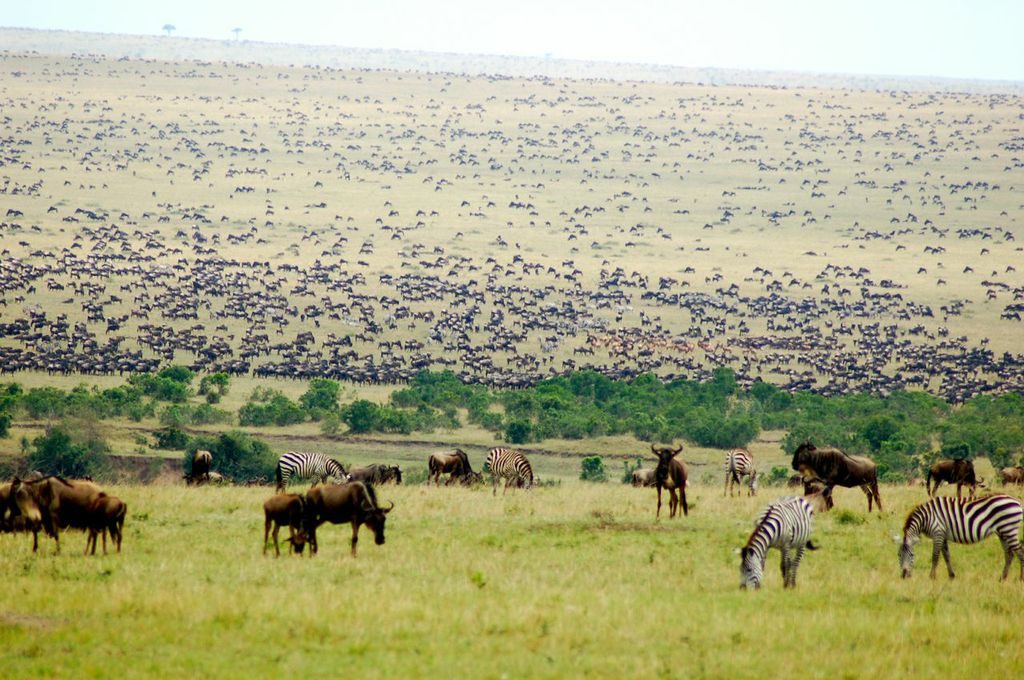 Endless plains of the Serengeti