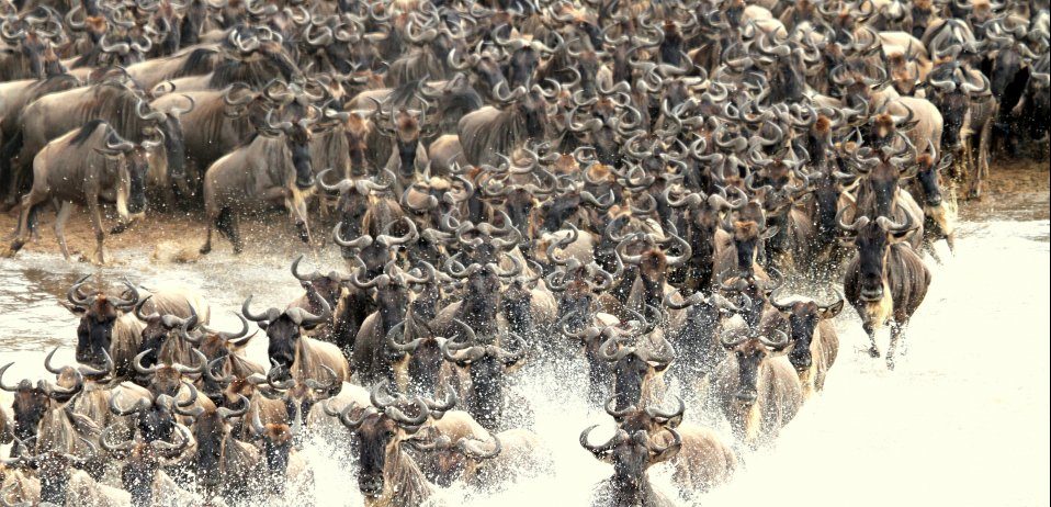 Wildebeest river crossing