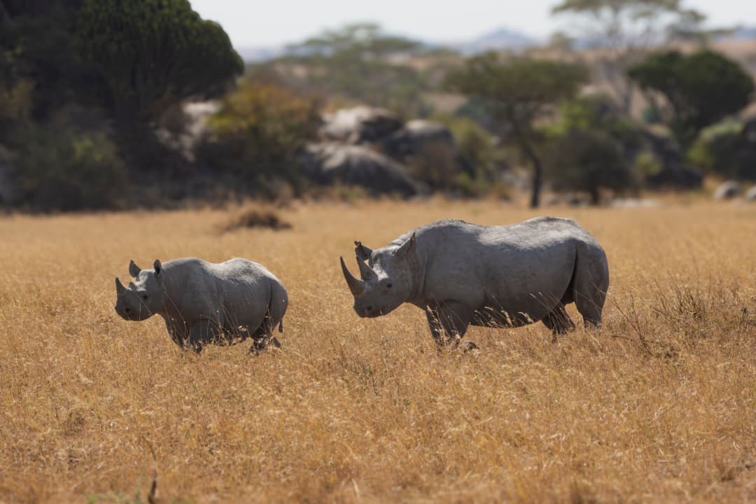 10 Days - Tarangire, Lake Manyara, Lake Natron, Serengeti, Ngorongoro Crater, and Lake Eyasi