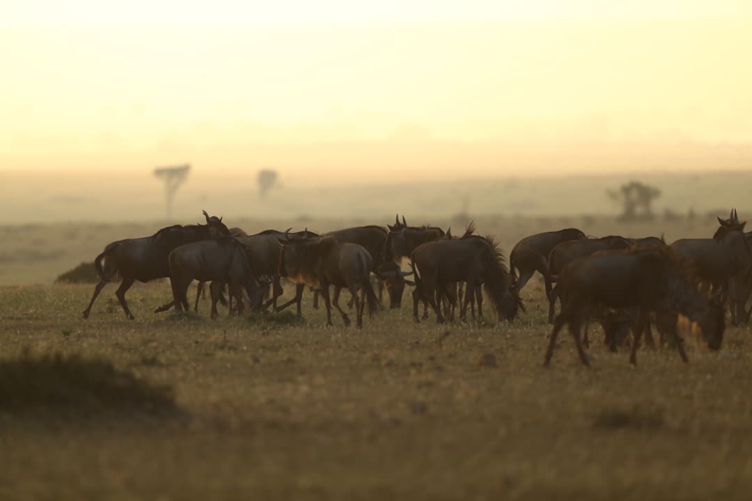 10 Days - Tarangire, Lake Manyara, Lake Natron, Serengeti, Ngorongoro Crater, and Lake Eyasi