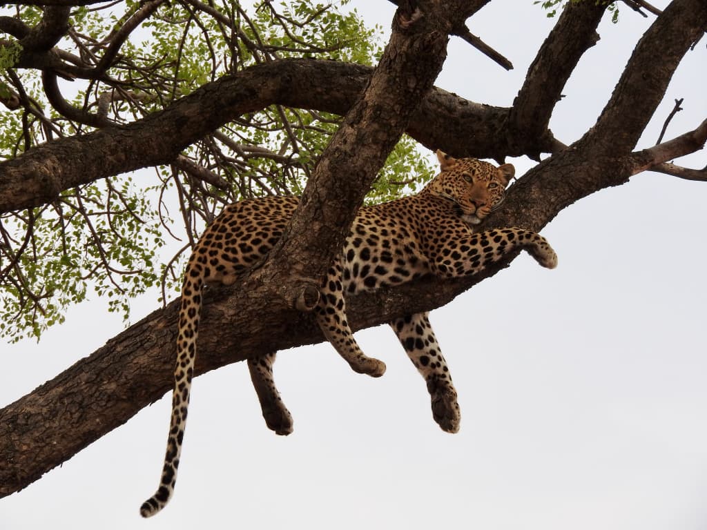2-Day Tanzania Safari Express: Tarangire & Ngorongoro Crater