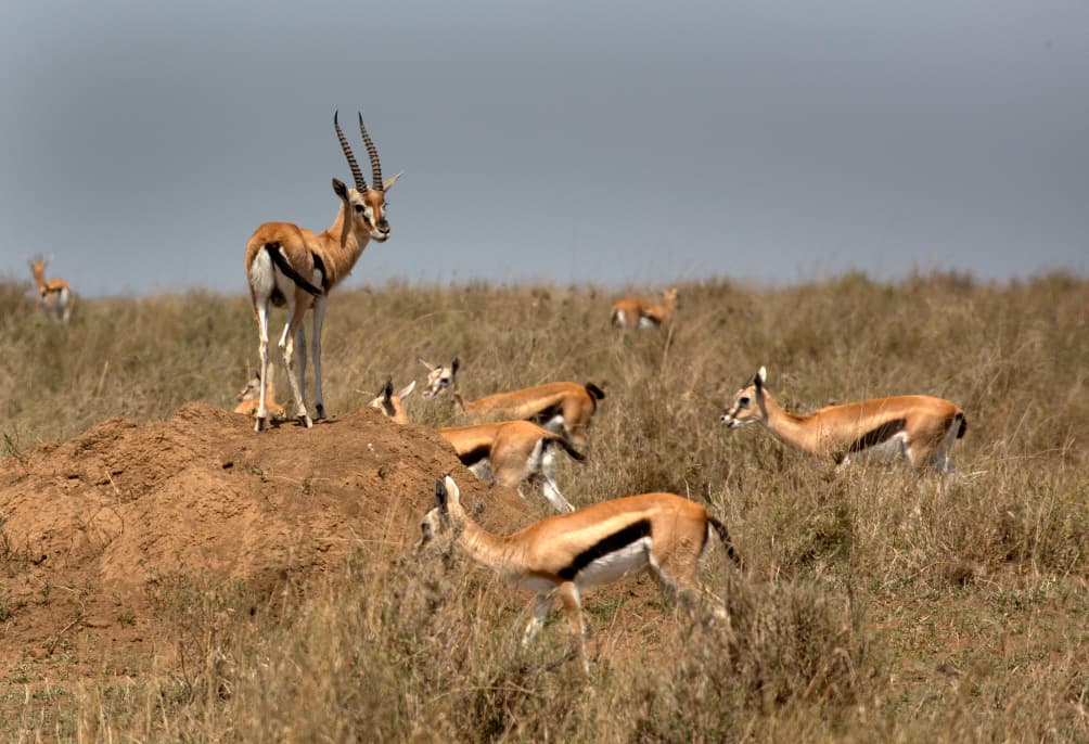 2-Day Tanzania Safari Express: Tarangire & Ngorongoro Crater