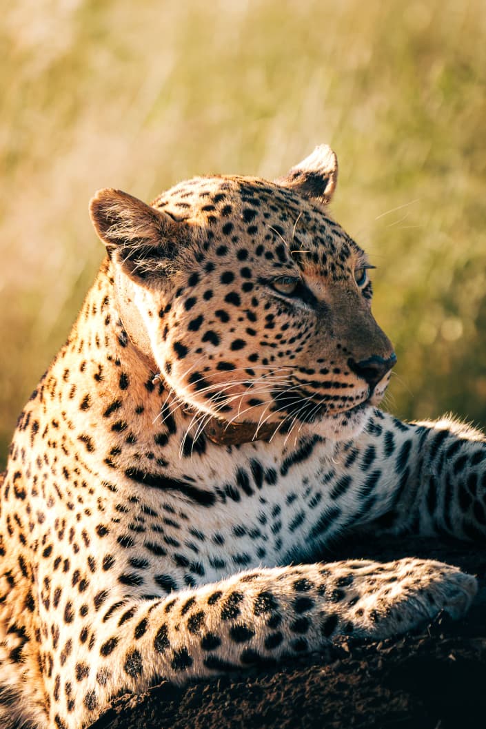 3-Day Tanzania Safari Express: Tarangire & Ngorongoro Crater