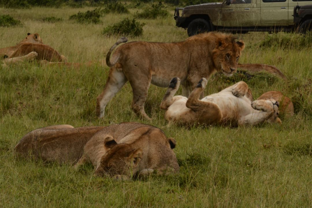 4-Day Tanzania Safari Express: Lake Manyara, Ngorongoro & Tarangire