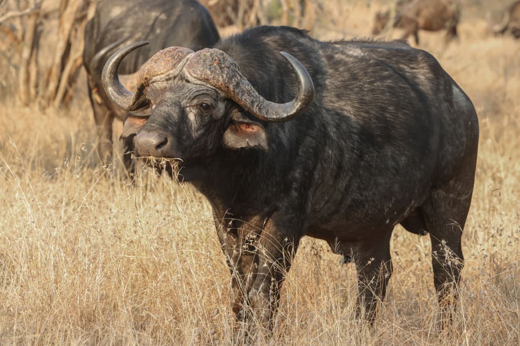 4-Day Tanzania Safari Express: Lake Manyara, Ngorongoro & Tarangire