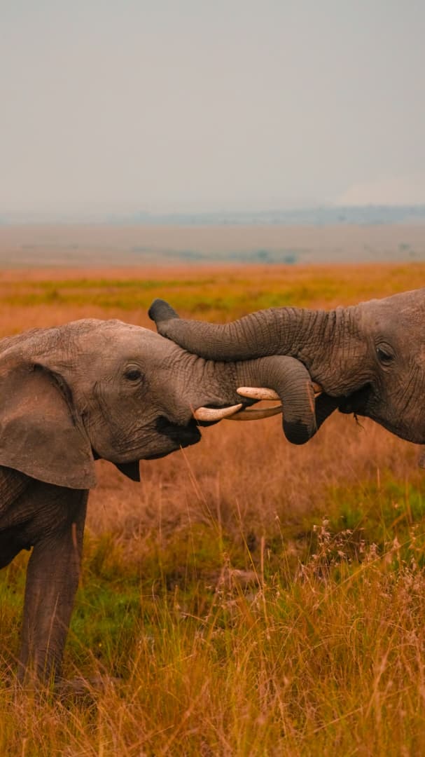 5-Day Uganda Gorilla & Wildlife Safari (Entebbe Round-Trip)