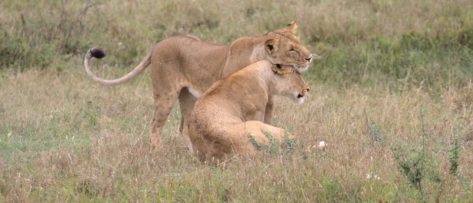 5 Days - Lake Manyara, Ngorongoro Crater, Serengeti (2 Nights) and Tarangire