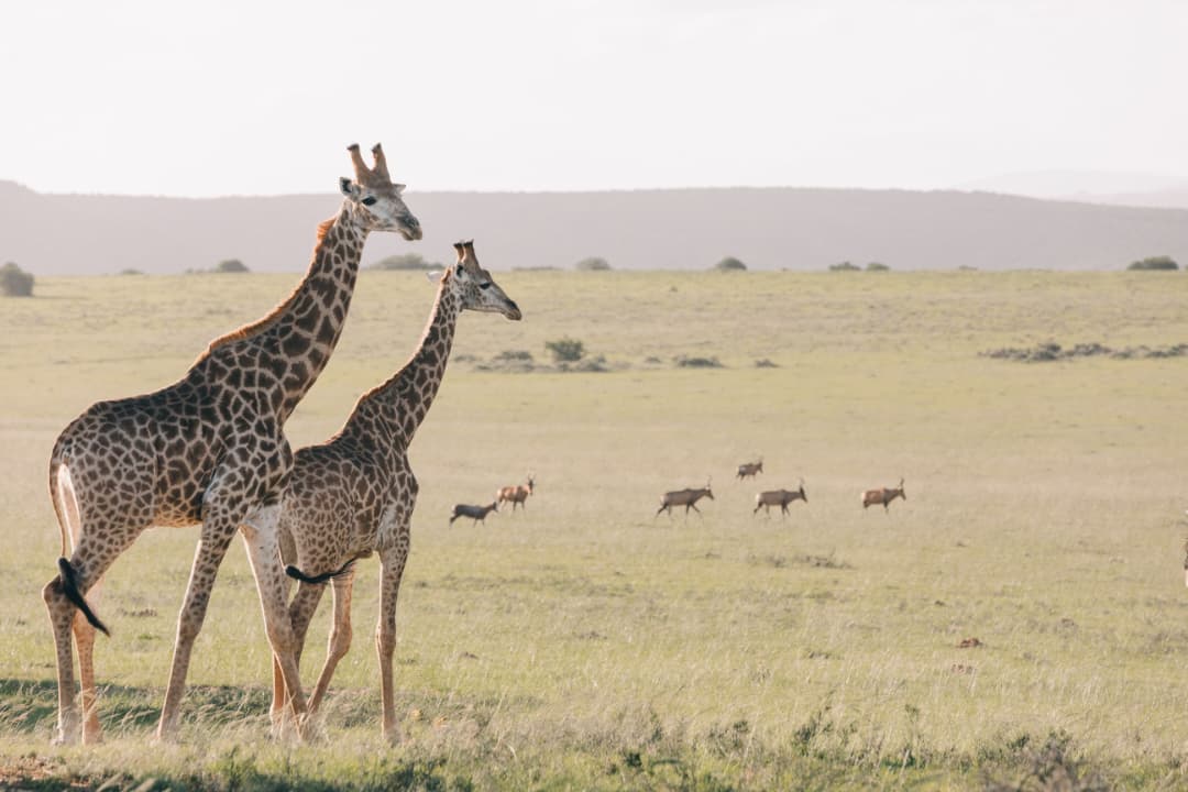 5 Days - Lake Manyara, Ngorongoro Crater, Serengeti (2 nights), and Tarangire