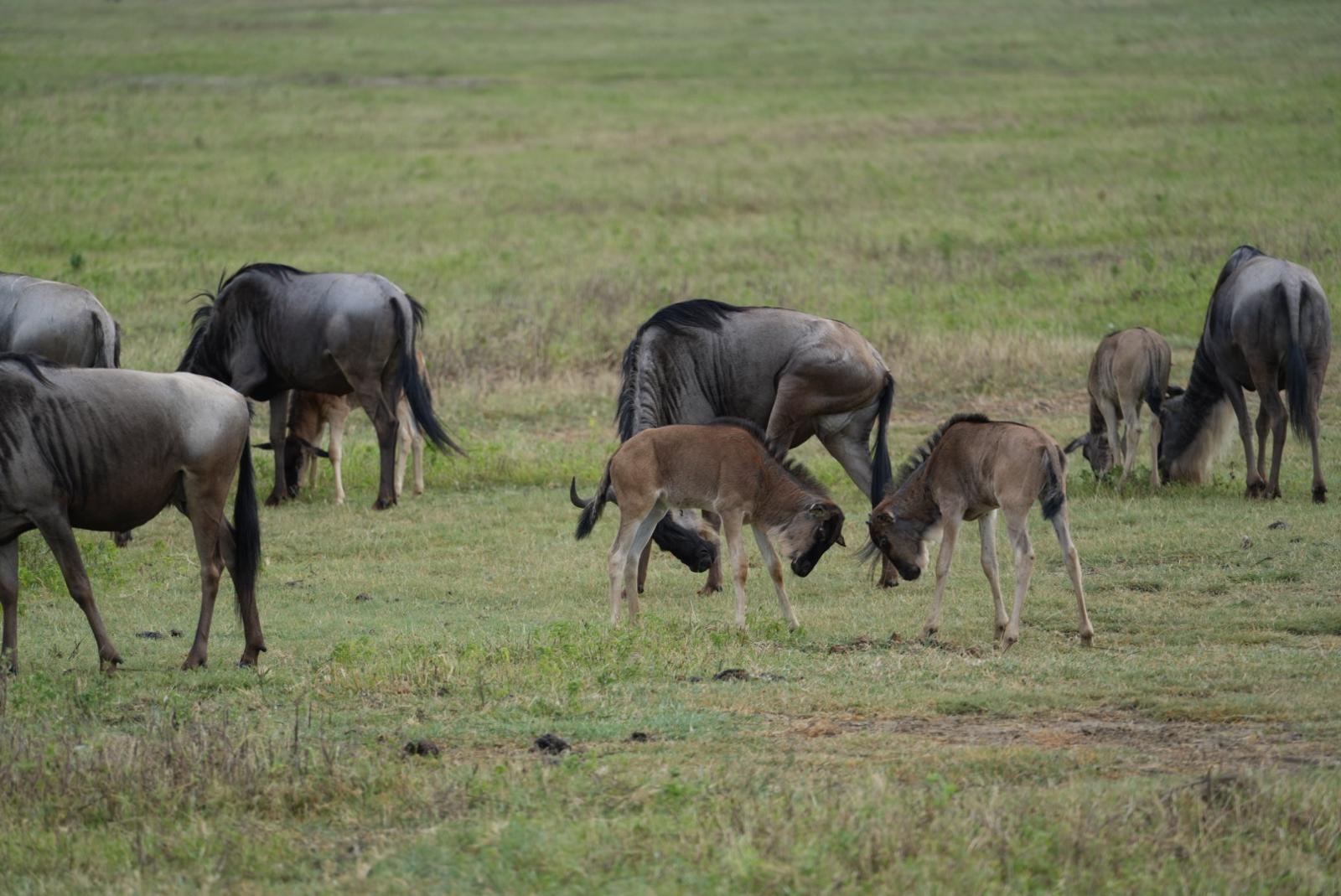 6-Day Mid-Range Safari: The Great Calving Season