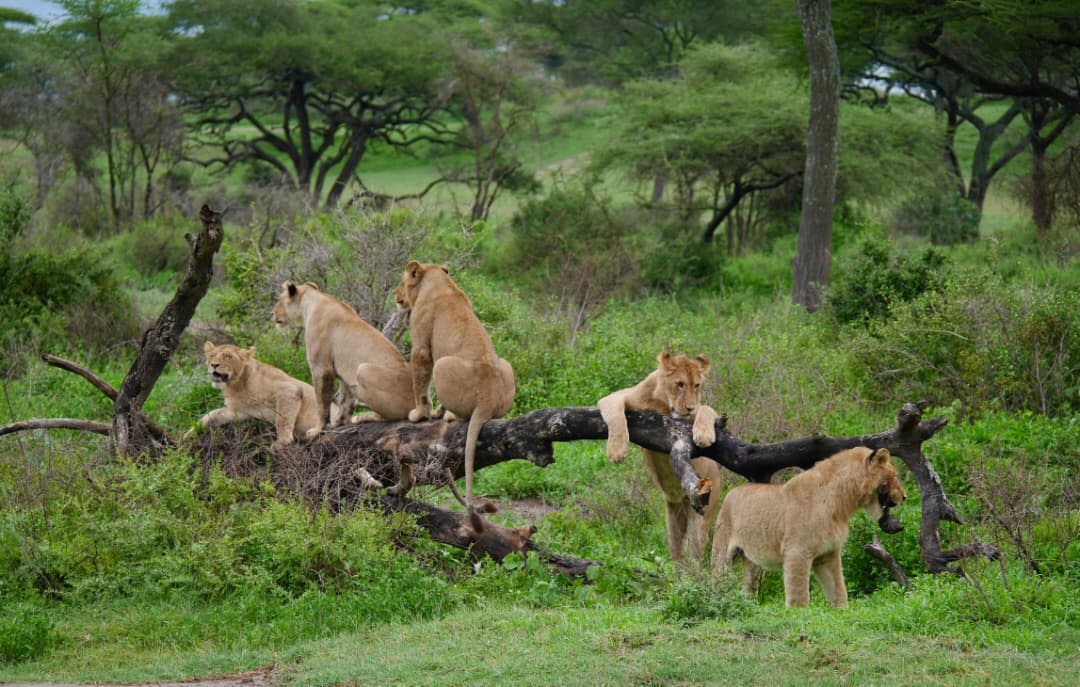 6 Days - Tarangire, Serengeti and Ngorongoro Crater