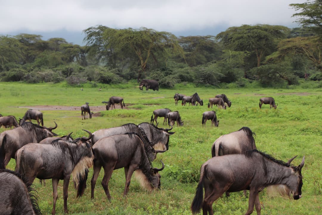 7-Day Tanzania Safari Express: Lake Manyara, Serengeti, Ngorongoro & Tarangire