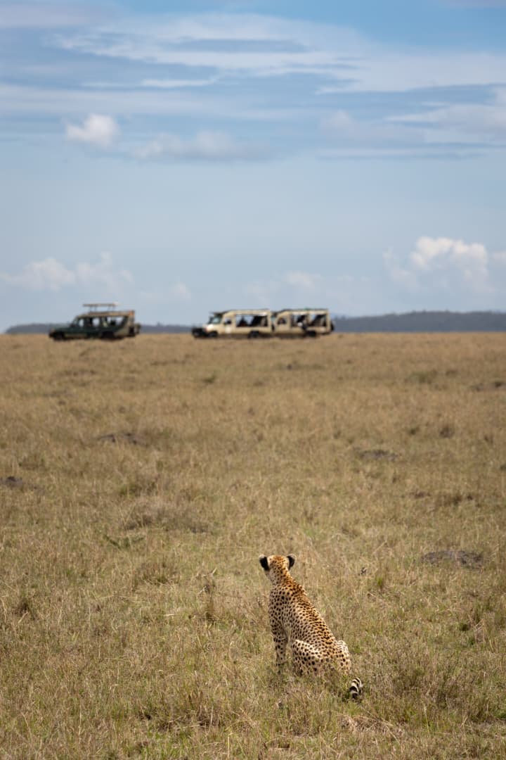 7-Day Tanzania Safari Express: Lake Manyara, Serengeti, Ngorongoro & Tarangire