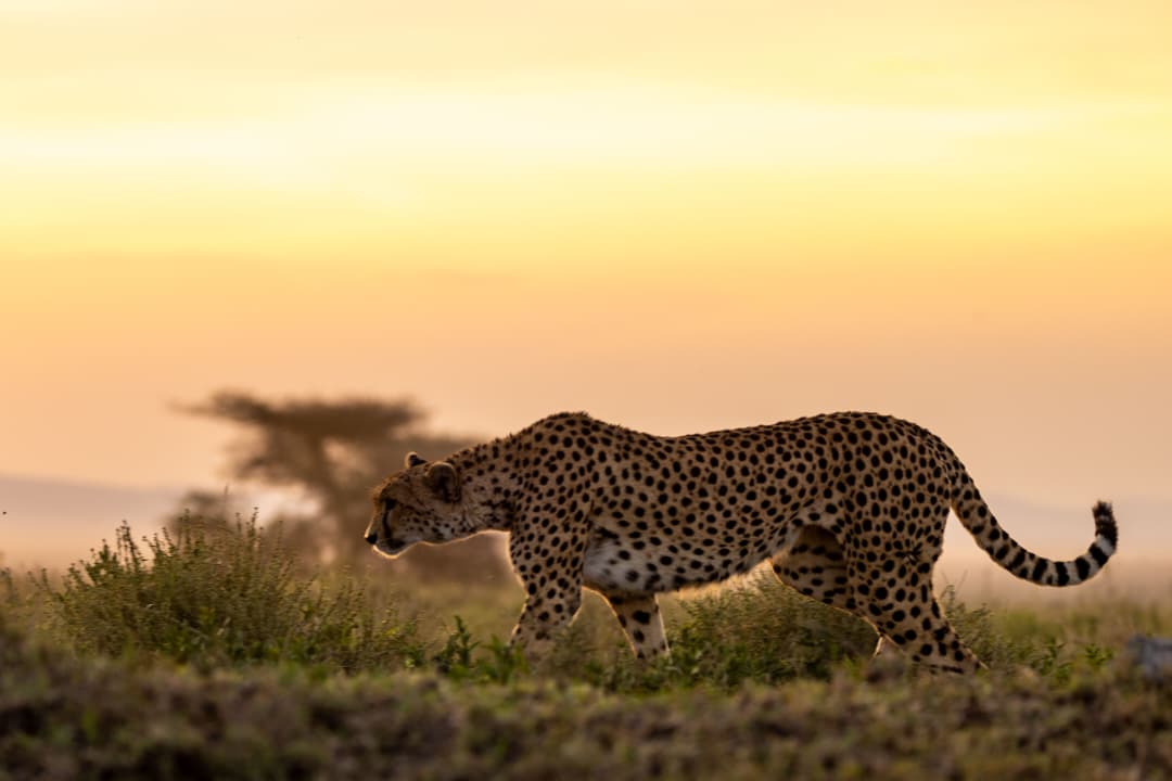7-Day Luxury Tanzania Safari with Serengeti Balloon Safari
