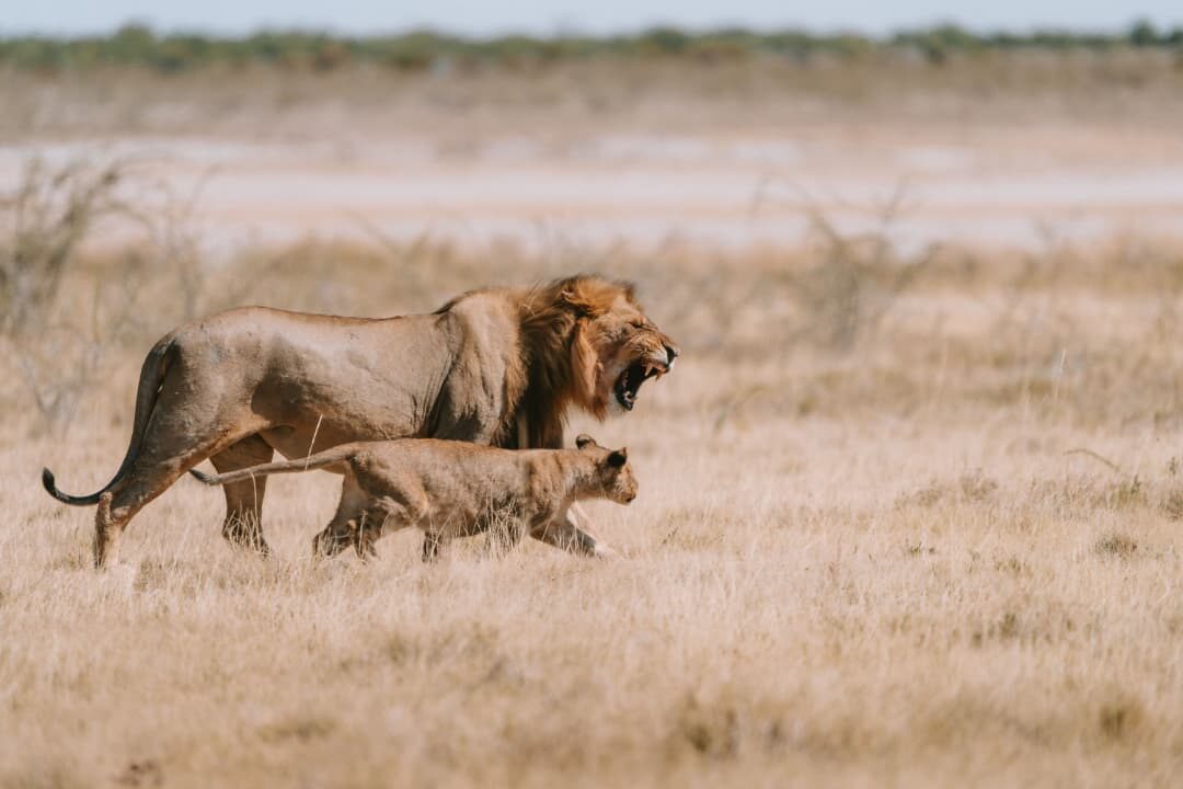 7-Day Wild South Safari: Nyerere & Ruaha