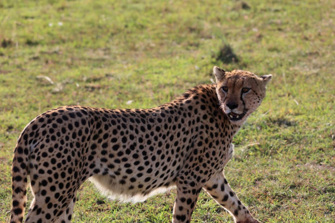 8-Day Kenya–Tanzania Mid-Range Safari (Nairobi → Kilimanjaro)