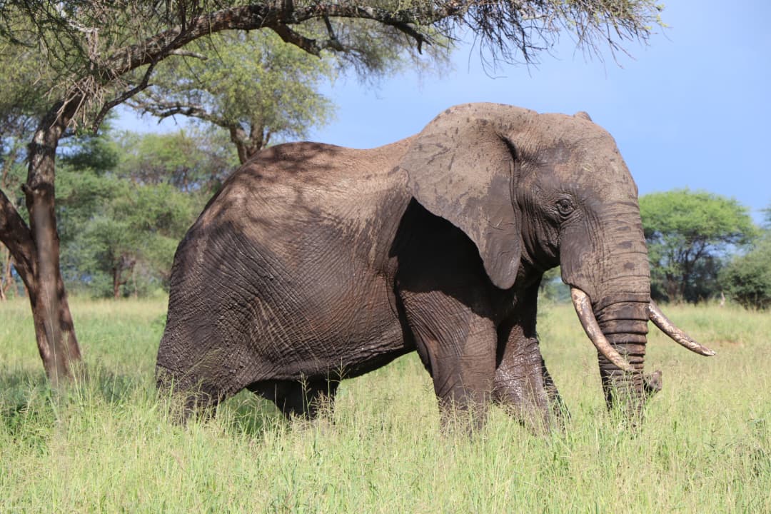8-Day Tanzania Safari Express: Arusha National Park, Lake Manyara, Serengeti, Ngorongoro & Tarangire