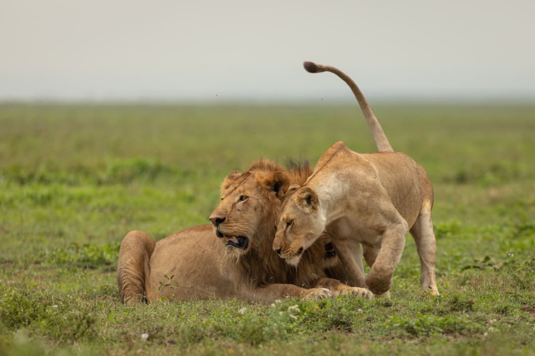8-Day Tanzania Safari: Western Serengeti & Ngorongoro Crater