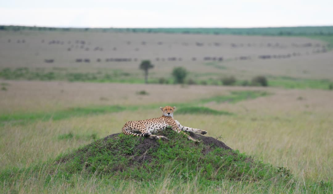 8-Day Tanzania Safari: Western Serengeti & Ngorongoro Crater