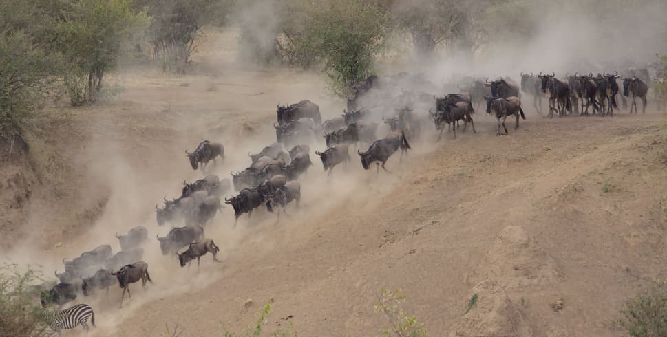 9-Day Safari: The Ultimate Mara River Crossing Experience