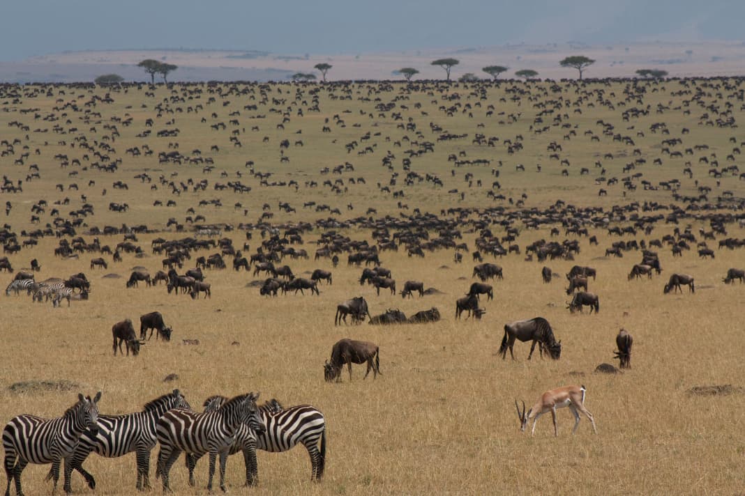 9-Day Tanzania Safari Express: Lake Manyara, Lake Natron, Serengeti, Ngorongoro & Tarangire