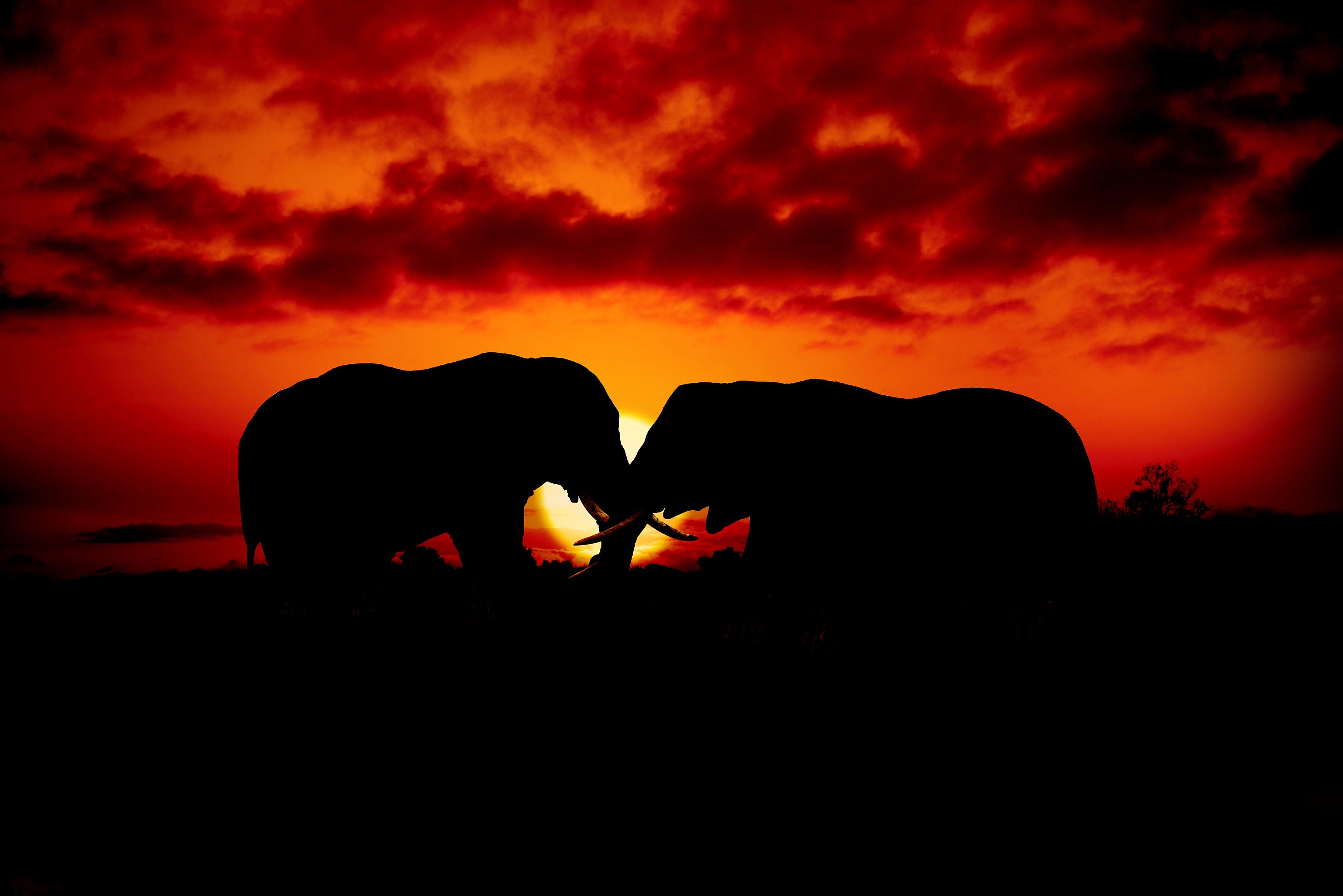 Elephants at sunrise